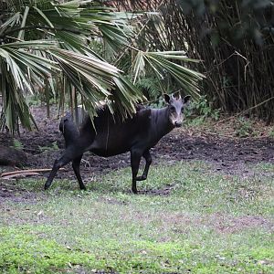 Africa - Yellow-Backed Duiker