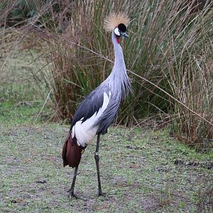 Africa - Grey Crowned Crane