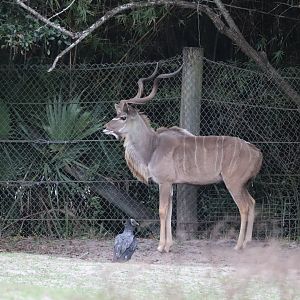 Africa - Greater Kudu
