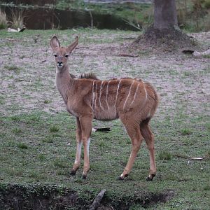 Africa - Greater Kudu