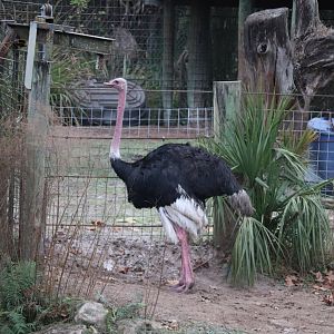 Africa - Ostrich