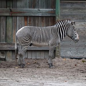 Africa - Grevy's Zebra