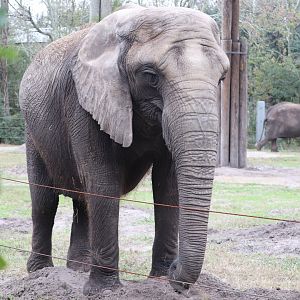 Africa - African Elephant