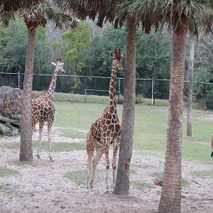 Giraffe Overlook - Reticulated Giraffe
