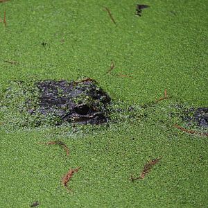 Wild Florida - American Alligator