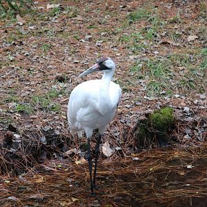 Wild Florida - Whooping Crane