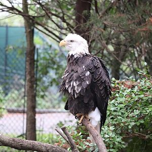 Wild Florida - Bald Eagle