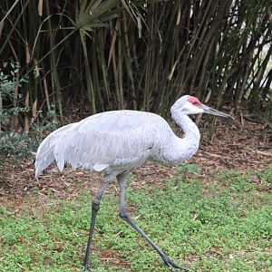 Wild Florida - Florida Sandhill Crane