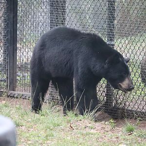Wild Florida - North American Black Bear