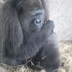 African Forest - Western Lowland Gorilla