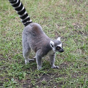 African Forest - Ring-Tailed Lemur