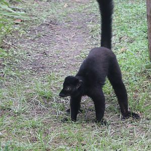 African Forest - Blue-Eyed Black Lemur