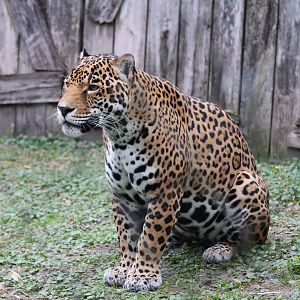 Range of the Jaguar - Jaguar