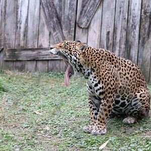 Range of the Jaguar - Jaguar