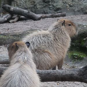 Range of the Jaguar - Capybara
