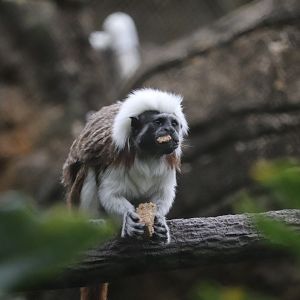 Range of the Jaguar - Cotton-Top Tamarin