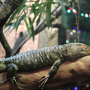 Range of the Jaguar - Caiman Lizard