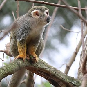 Range of the Jaguar - Squirrel Monkey