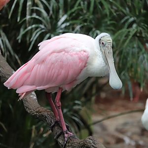 Range of the Jaguar - Roseate Spoonbill