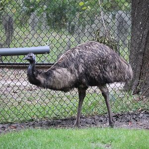 Australia - Emu