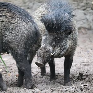 Land of the Tiger - Visayan Warty Pig
