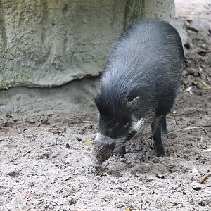 Land of the Tiger - Visayan Warty Pig