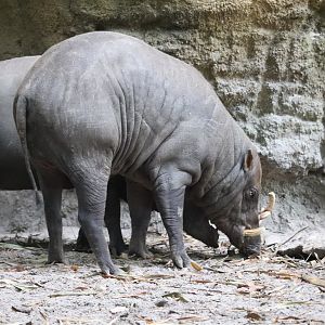 Land of the Tiger - North Sulawesi Babirusa