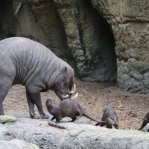 Land of the Tiger - North Sulawesi Babirusa - Asian Small-Clawed Otter