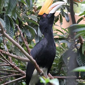 Land of the Tiger - Rhinoceros Hornbill