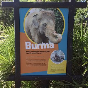 Indian Elephant Profile - Burma