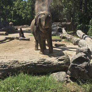 Anjalee’s Tushes (Female Tusks)