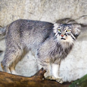 Jan. 2021 - Asia Quest - Pallas' Cat