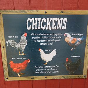 Chicken Signage