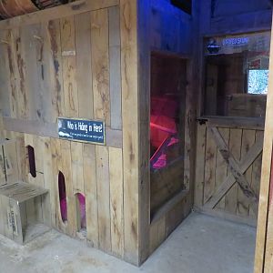 Striped Skunk Exhibit