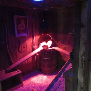 Striped Skunk Exhibit