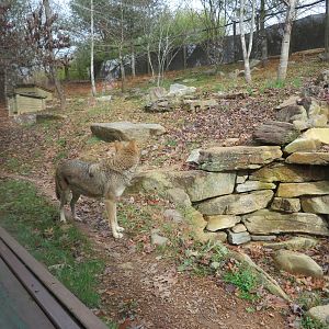 Red Wolf Exhibit