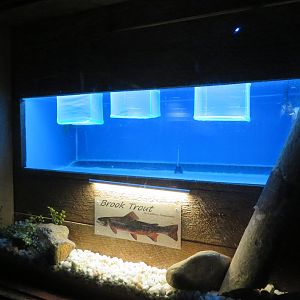 Brook Trout Tank