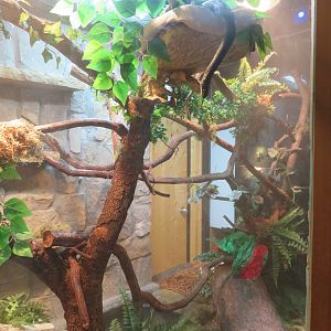 Black Ratsnake Exhibit