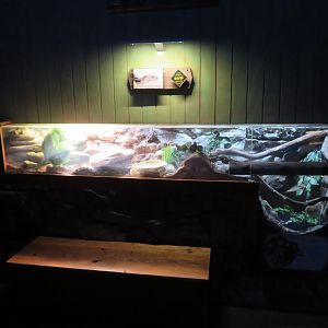 Northern Pine Snake Exhibit