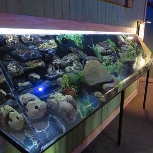 Hellbender Display
