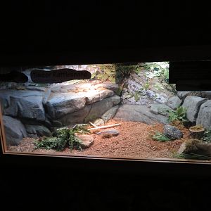 Timber Rattlesnake Exhibit