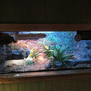 Eastern Box Turtle Exhibit