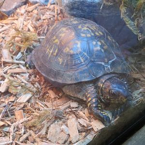 Eastern Box Turtle