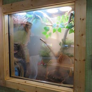 Carolina Anole Exhibit