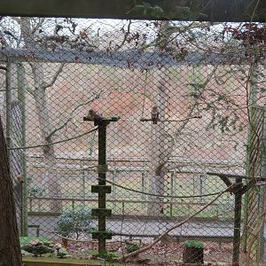 Red-tailed Hawk Aviary
