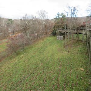 White-tailed Deer Yard