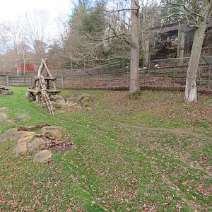 American Black Bear Yard
