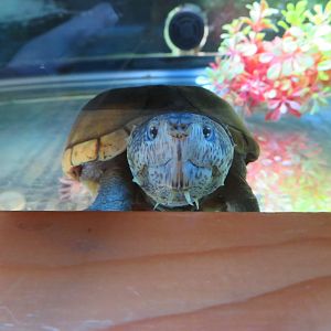 Eastern Mud Turtle