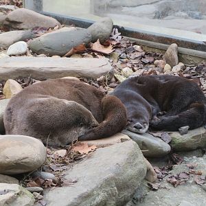 North American River Otters