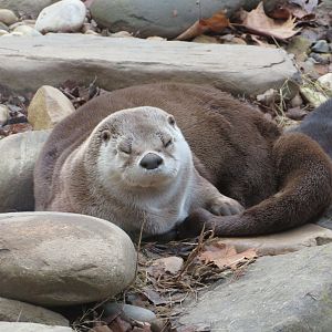 North American River Otter
